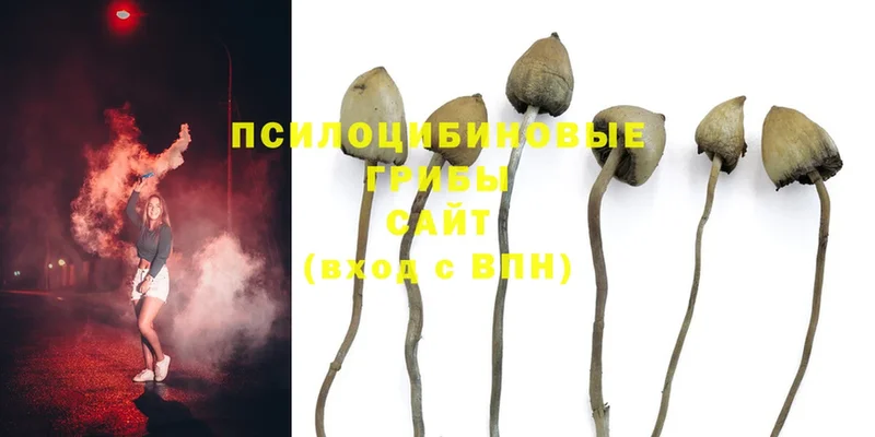 Галлюциногенные грибы Psilocybine cubensis  Тырныауз 